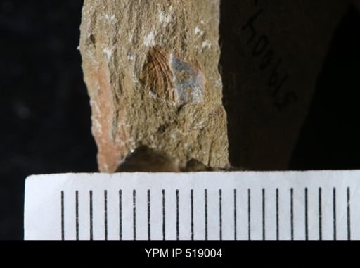 undet. Brachiopoda