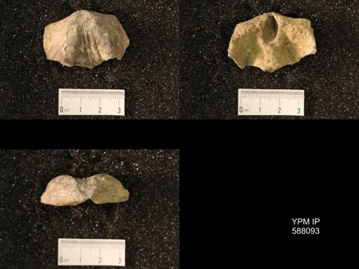 Platystrophia lynx