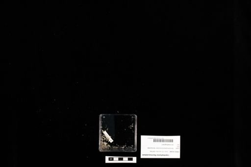 Lepidophyma flavimaculatum