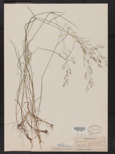 Agrostis capillaris