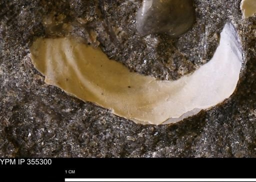 undet. Bivalvia