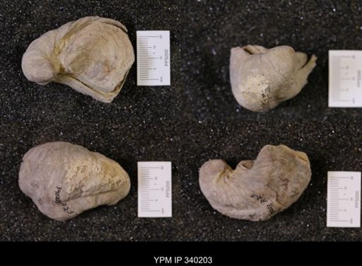 Gryphaea sp.