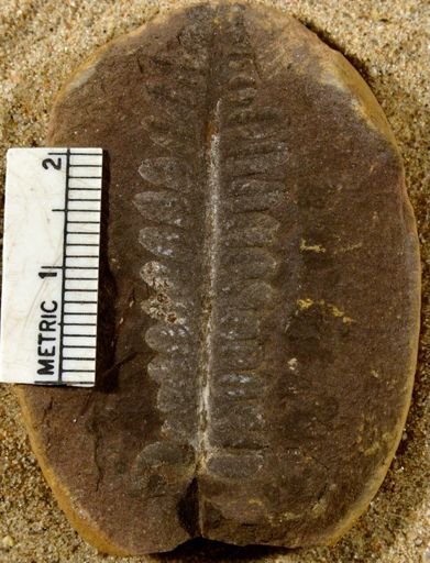 Pecopteris