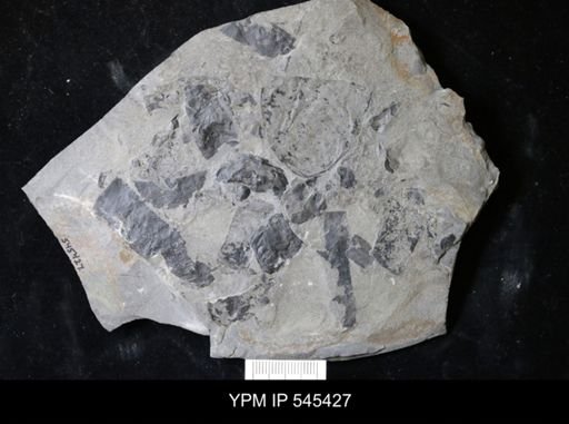 undet. Eurypterida