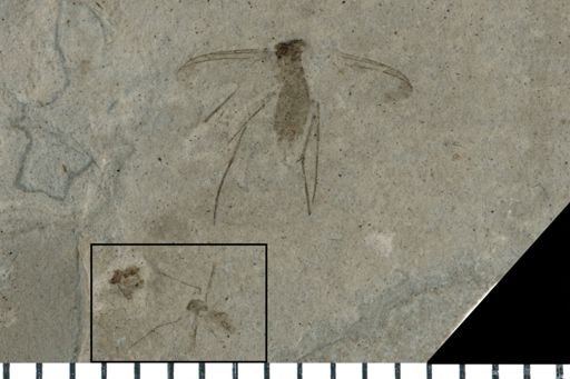 Diptera