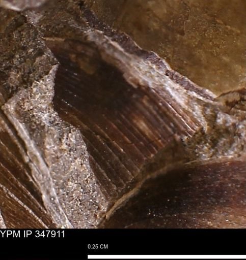 undet. Bivalvia