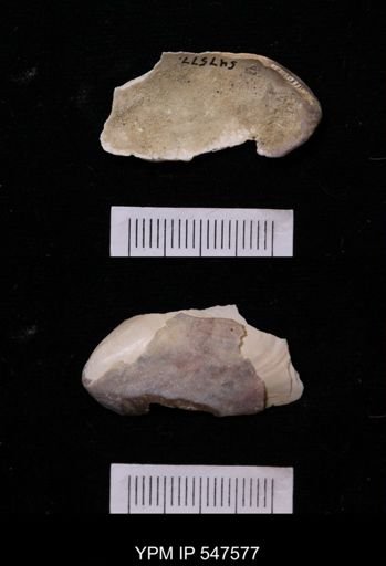 Modiola modiolus