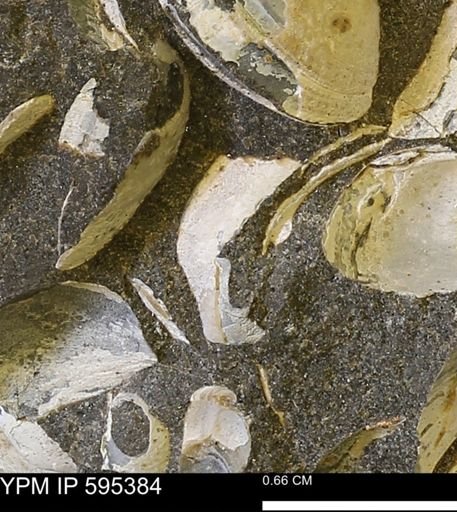 Protocardia sp.