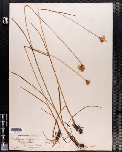 Eriophorum virginicum