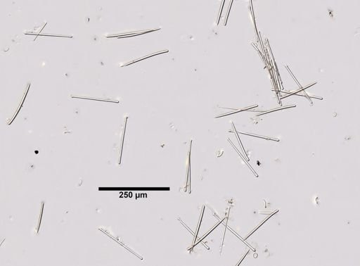Lissodendoryx isodictyalis