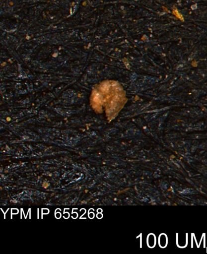 Alveolophragmium linki