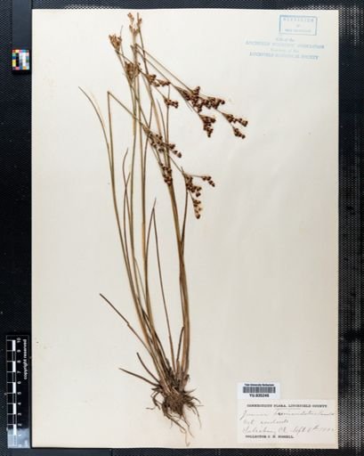 Juncus brevicaudatus