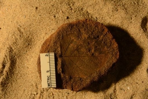 Angiospermopsida