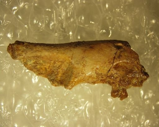 Labidolemur soricoides