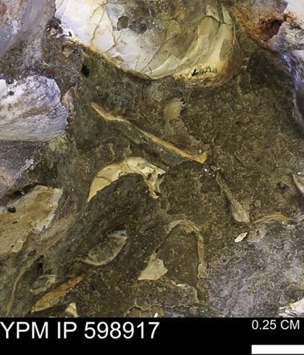 undet. Mollusca