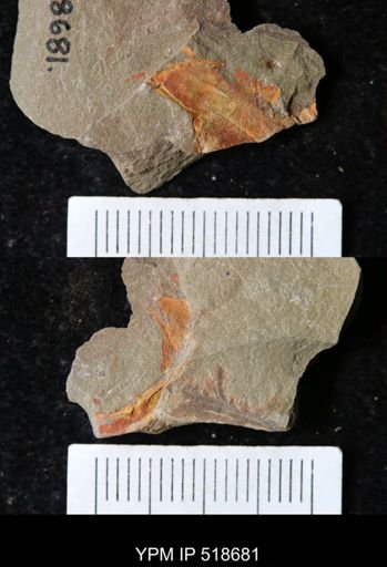 undet. Cornuta
