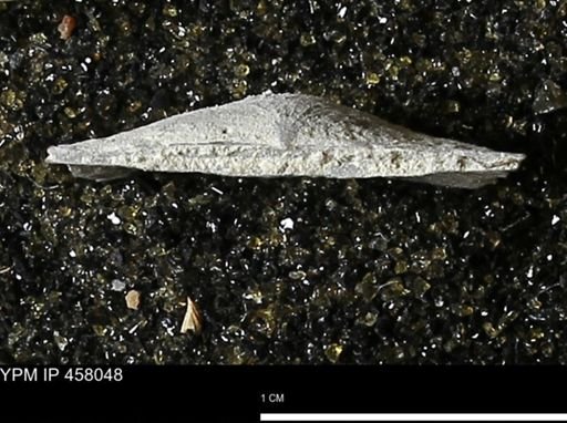 Strophodonta sp.
