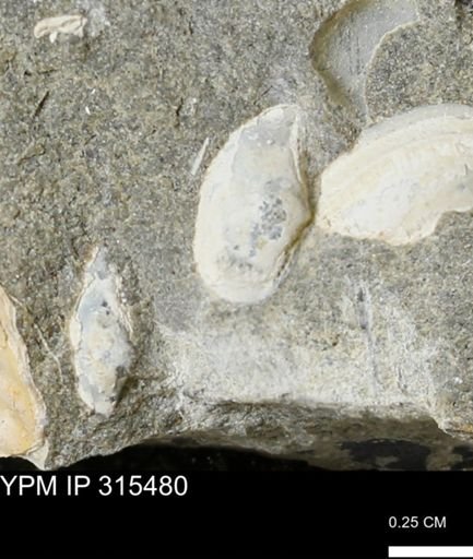 undet. Bivalvia