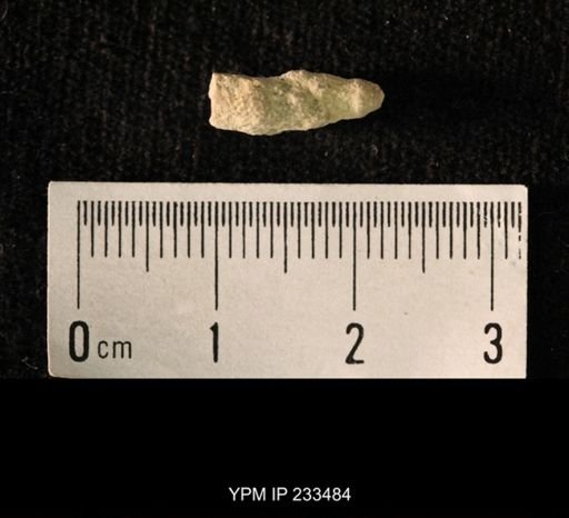 Archaeocidaris sp.