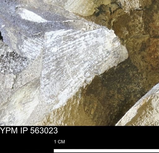 Oxytoma (Hypoxytoma) sp.