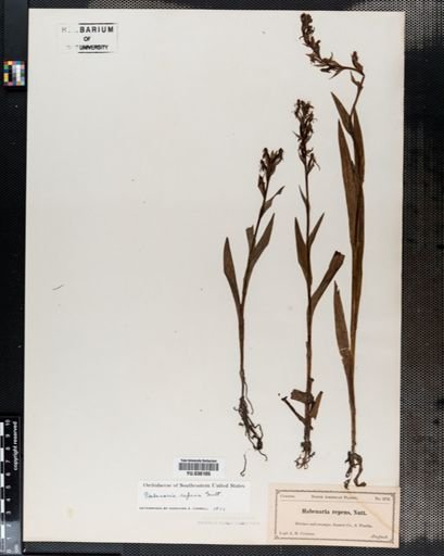 Habenaria