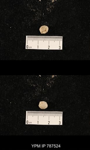 undet. Brachiopoda