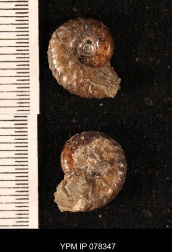 Hoploscaphites comprimus