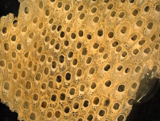 Cryptosula pallasiana