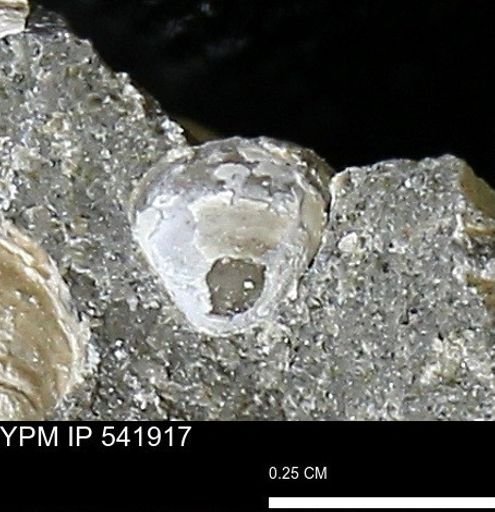 Corbulamella gregaria