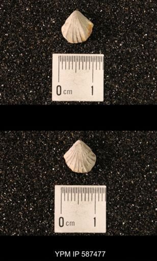 Camarotoechia whitei