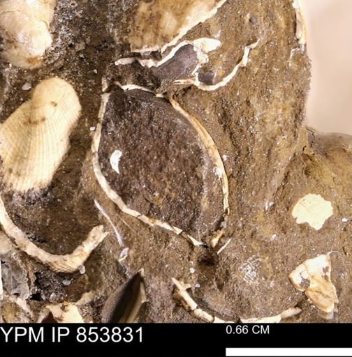 Limopsis striatopunctatus
