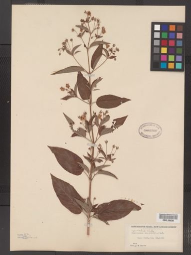 Plantae
