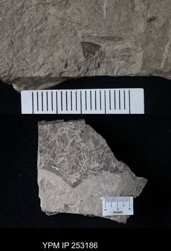 undet. Eurypterida