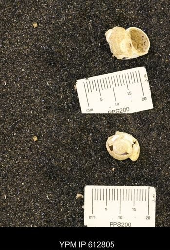 Vanikoropsis sp.