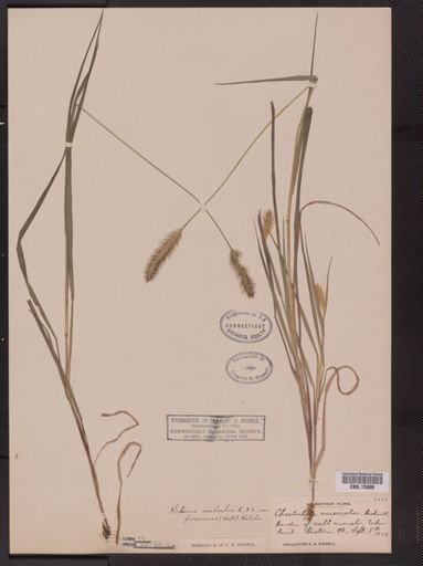 Setaria geniculata imberbis