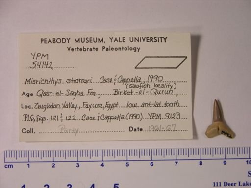 Misrichthys stromeri