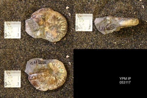 Discoscaphites conradi