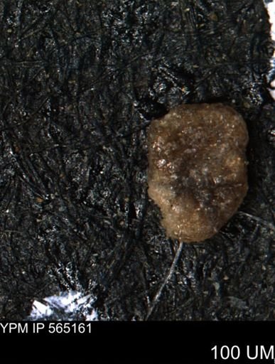 Ammobaculites euides