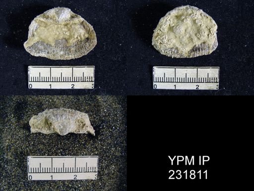 Juresania nebrascensis