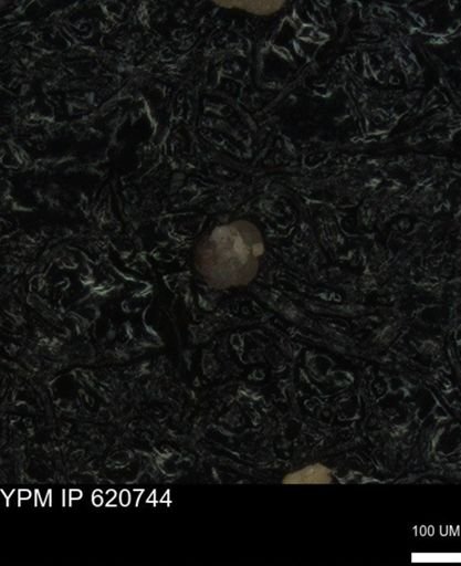 undet. Foraminiferida