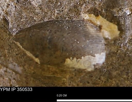 Limopsis striatopunctatus