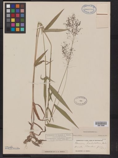 Panicum microcarpon