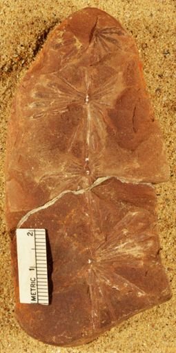 Annularia radiata