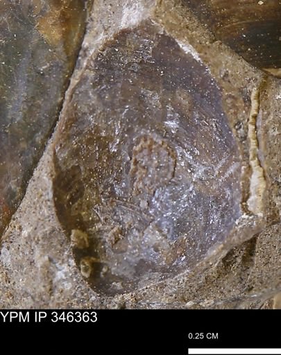 Limopsis striatopunctatus