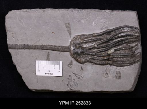 Abrotocrinus unicus