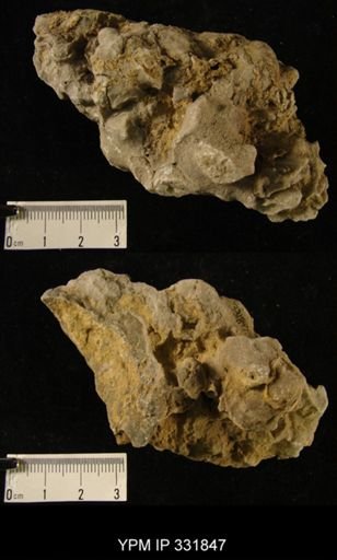 undet. Bryozoa