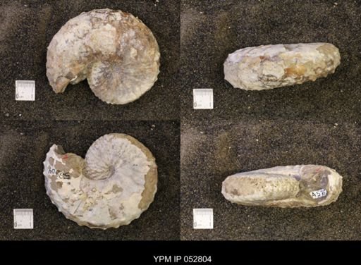 Discoscaphites gulosus