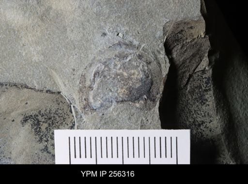 Xiphosurida?