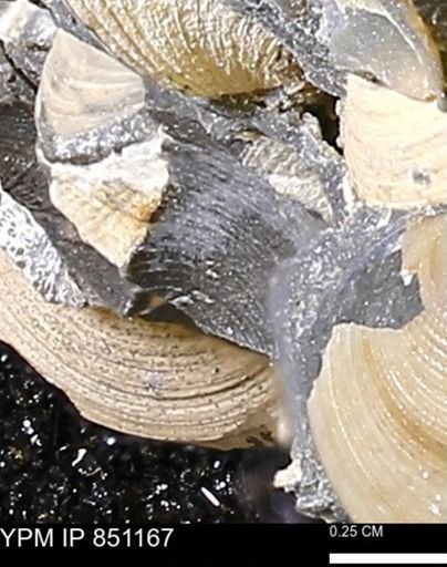 Limopsis striatopunctatus