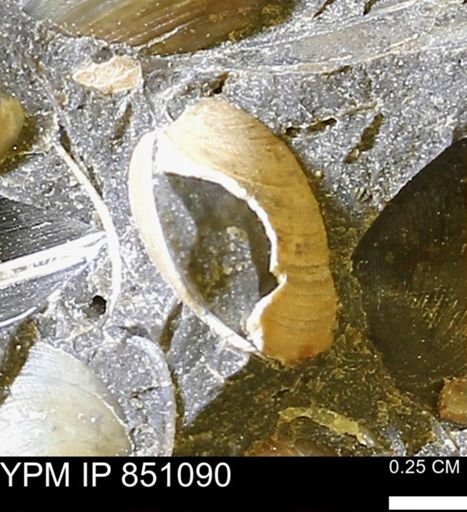 Limopsis striatopunctatus